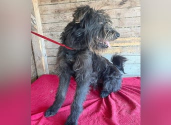fröhlicher Familienhund TIMO - 1,5 Jahre, 56cm/18kg - Schnauzer-Mix