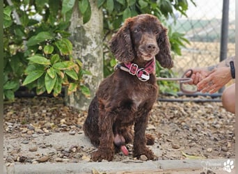 Dorito ist ein liebenswerter Cocker Senior