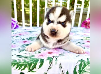 FCI Pedigree Blue Eyed Black & White Siberian Husky Champion Puppy