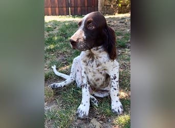 English setter Rüde