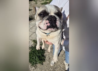 Sultan, unser Knutschgesicht