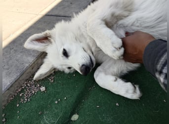 Welpen Weiße Schweizer Schäferhunde