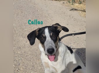 Callao 01/2022 (ESP) - super sympathischer, geselliger, verträglicher und verspielter junger Rüde!