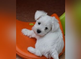 Welpen weiß Zwergschnauzer Hündin