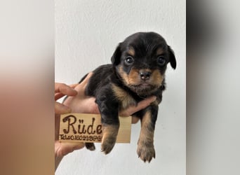 Chihuahua Langhaar Welpen ab Mitte Mai abzugeben