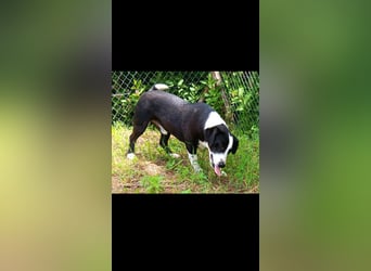 Ritchie der Kinderliebe