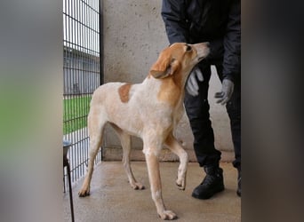Molletta - Junghündin sucht Anschluss mit Streicheleinheiten