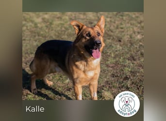 Kalle: Sanfter Riese sucht sein Glück!