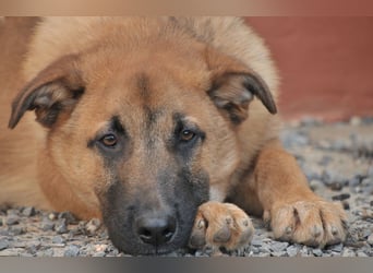 Wollen Sie Pumba kennenlernen?