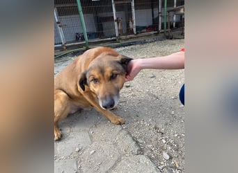 RAMBO sucht liebevolles Zuhause