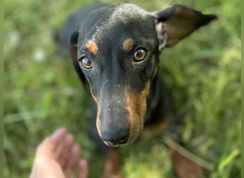 Maggie - Lustige Dackeldame möchte die Welt entdecken.....