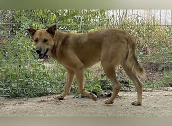 FEIVEL, Rüde, 3,5 Jahre, 46cm, Mischling, Tierschutz