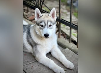 Not just a siberian husky boy - a soulmate on four paws