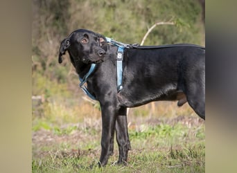 Marley – einer von sechs temperamtenvollen Gesellen