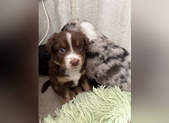 Mini Australien Shepherd Welpen