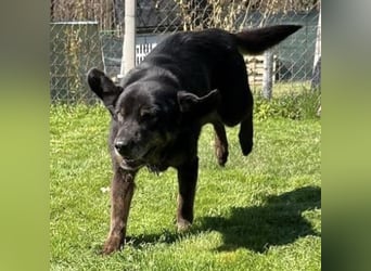 Momo - knapp 7 Jahre in Tierheim
