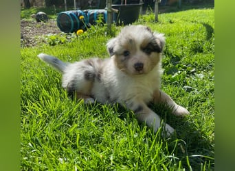Knuddelige Australian Shepherd Welpen suchen Stellung für's Leben