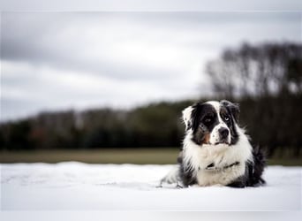 Balou, Australien-Shepherd, geb. 2011, sucht hundeerfahrene Familie, sportliche Leute