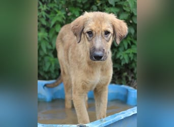 Sophia, geb. ca. 03/2024, lebt in GRIECHENLAND, im städt. Tierheim Serres