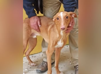 Tobby wünscht sich eine aktive Familie