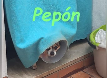 Pepón 01/2016 (ESP) - charmanter, verträglicher und anhänglicher kleiner Chihuahua!