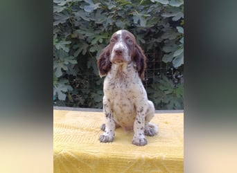 English setter Rüde Welpe
