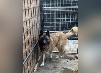 Ares - freundlich und lieb