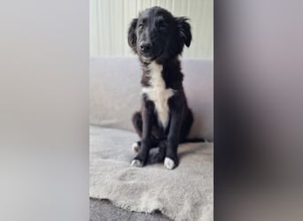 THEKLA ❤️ Eilig! sucht Zuhause oder Pflegestelle