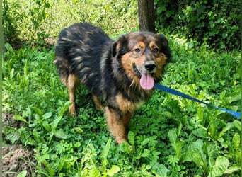 Bildhübscher *JARO* - ist eine Seele von Hund