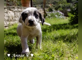 Annie und ihre Geschwister suchen ein Zuhause