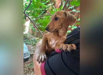 Milla, geboren 25.03.2025, 29cm sucht ihre Menschen