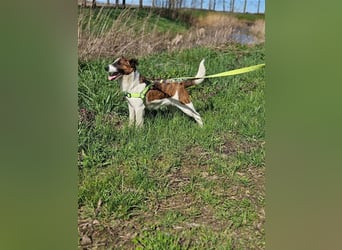 Loki, 01.2022 geboren, 32cm wünscht sich endlich ein eigenes Körbchen