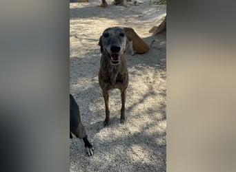 Barquiria, eine freundliche Seniorin