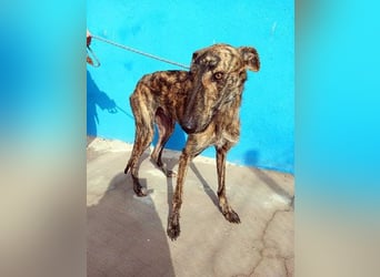 SUGUS - bezaubernder Rauhaargalgo!