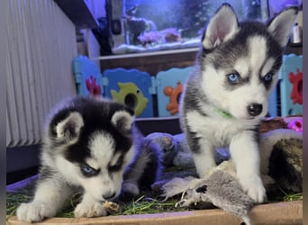 Zauberhafte Pomsky Welpen in echter Minihusky-Optik