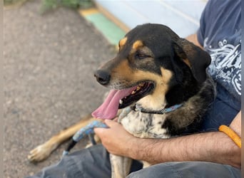 Juanita - Hündin in Spanien