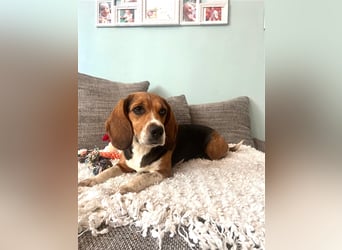 Beagle Junghund