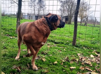 Zora sucht ein Zuhause