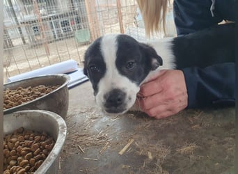 ♥LUKAS♥ zuckersüßer, herzallerliebster Fratz 24 cm (bleibt kleiner)