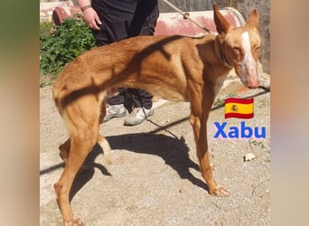 Xabu,geb.08/23,hübscher Podenco Bub sucht seine Familie
