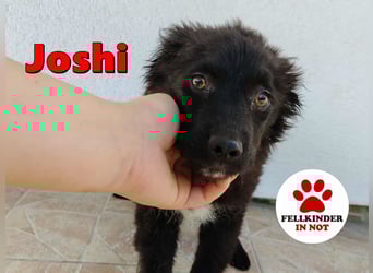 Welpe Joshi sucht ein Zuhause oder Pflegestelle, Hrvatski Ovcar, kroatischer Schäferhund