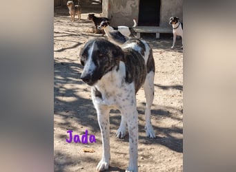 Jada geb. 01/2022 (ESP) - ausgeglichene und aufgeschlossene Schönheit!