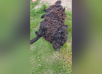 Guba-DG, Hütehund sucht Aufgabe!