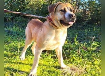 Notfell-Hündin ♥Honey♥ sucht dringend ihre emphatische PS/ES