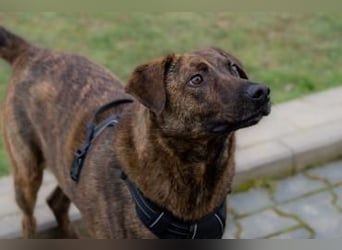 Moji sucht sein Für-Immer-Zuhause