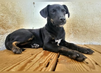 Pippa, muss dringend aus dem Tierheim raus