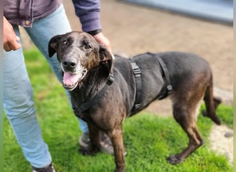 Dolly, geboren 30.12.2015, 60cm sucht ihr Zuhause (auf Pflegestelle in Deutschland)