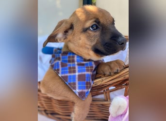 Barney LM - Zuhause gesucht – Neun kleine Hundekinder auf großer Mission