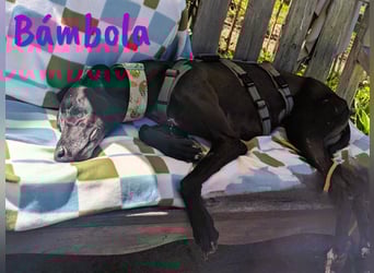 Bámbola 02/2023 (in Deutschland) - lebensfrohe, liebevolle und neugierige Galga!