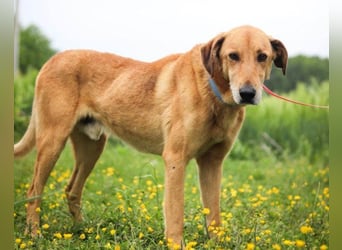 Vizsla-Mix-Rüde Bongo: schmusig und klug